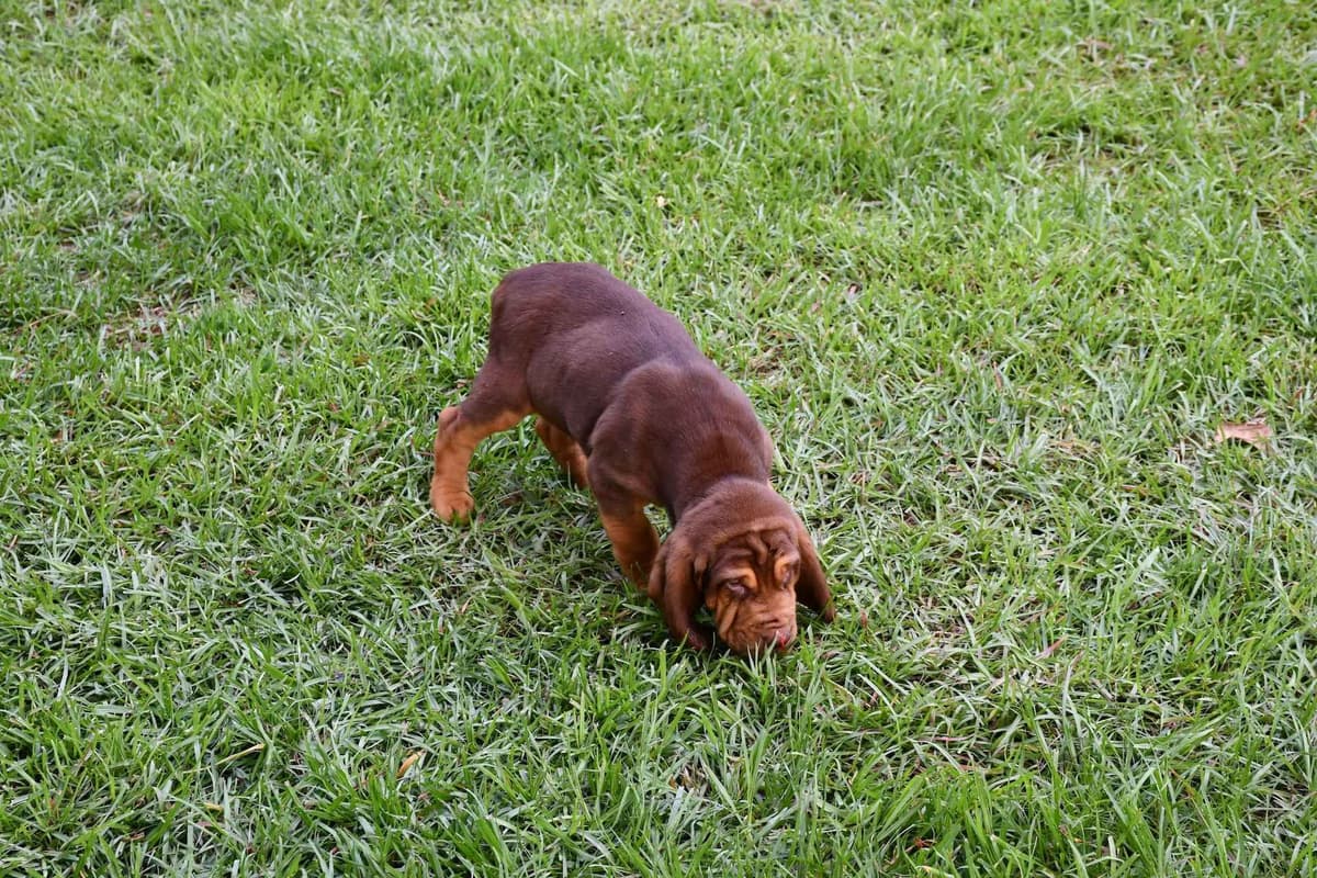 Bloodhound Puppies breeder image 10