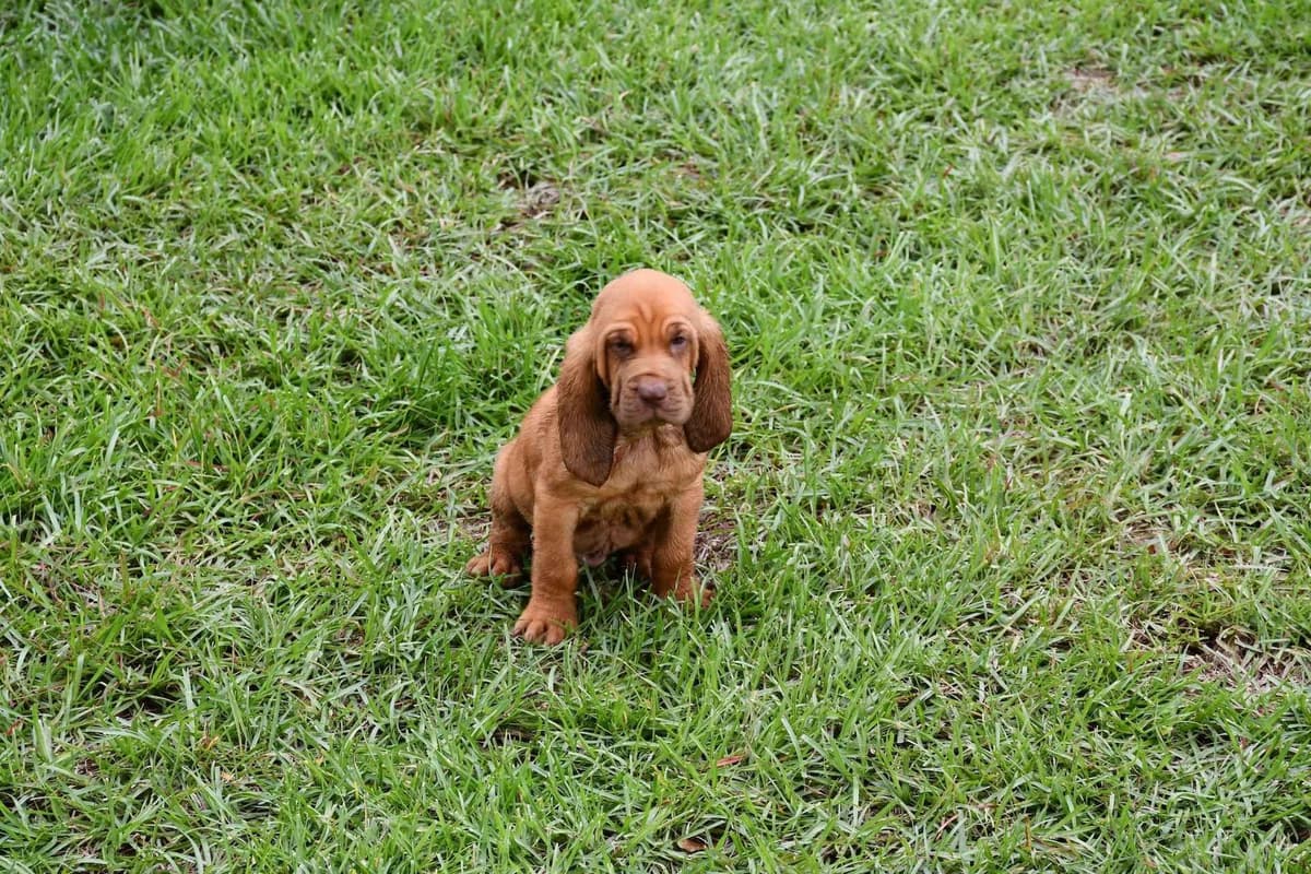 Bloodhound Puppies breeder image 20