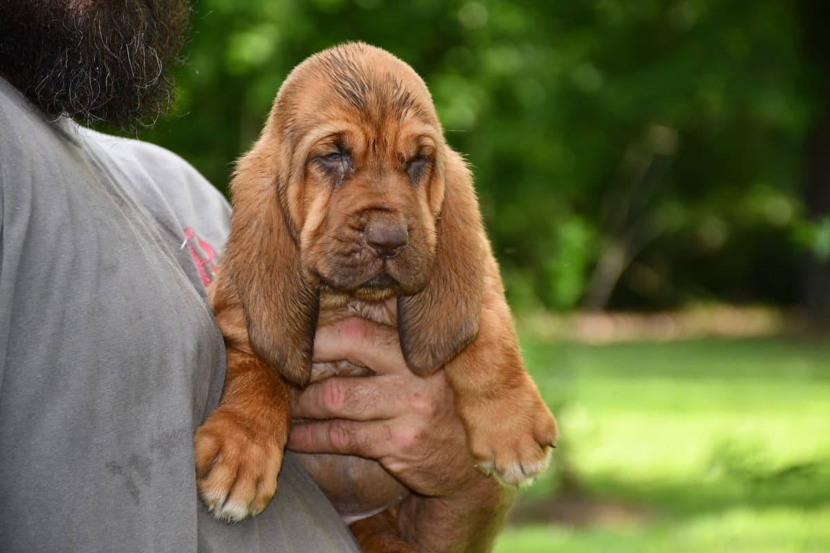 Bloodhound Puppies breeder image 23