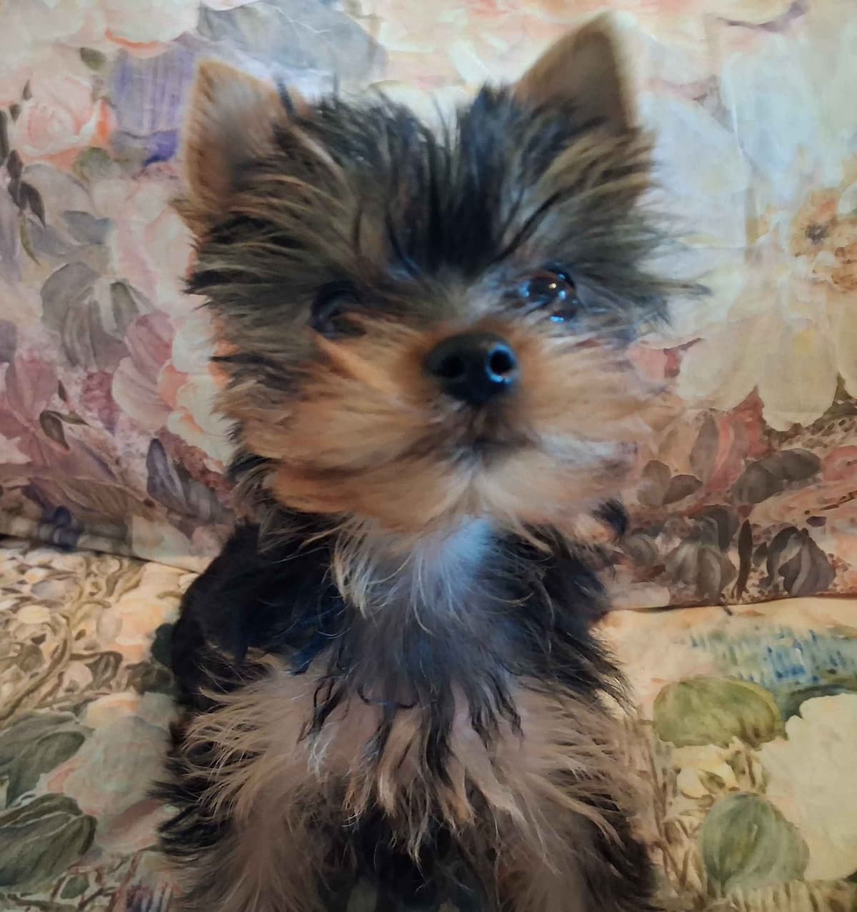 Yorkshire Terrier Puppies breeder image 1