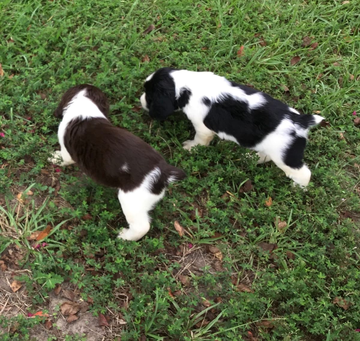 English Springer Spaniel Puppies 4 weeks old 15th of June. breeder image 21