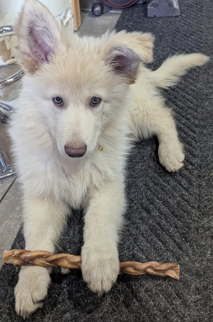 German Shepherd Dog Puppies breeder image 25