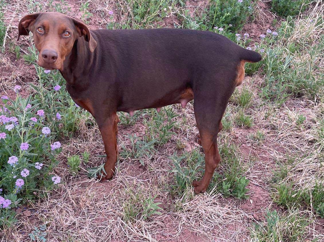AKC EURO STANDARD NATURAL DOBERMANS FULL FOUNDATION TRAINED breeder image 5