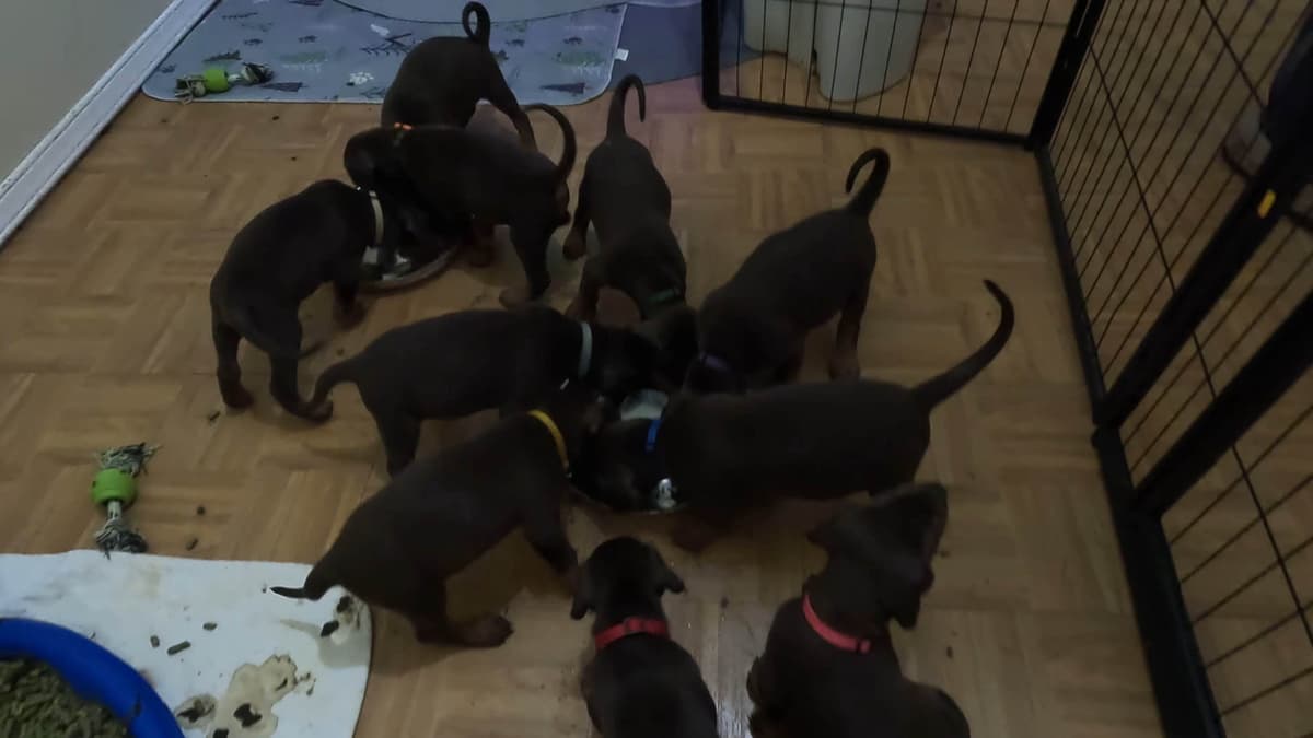 AKC EURO STANDARD NATURAL DOBERMANS FULL FOUNDATION TRAINED breeder image 1