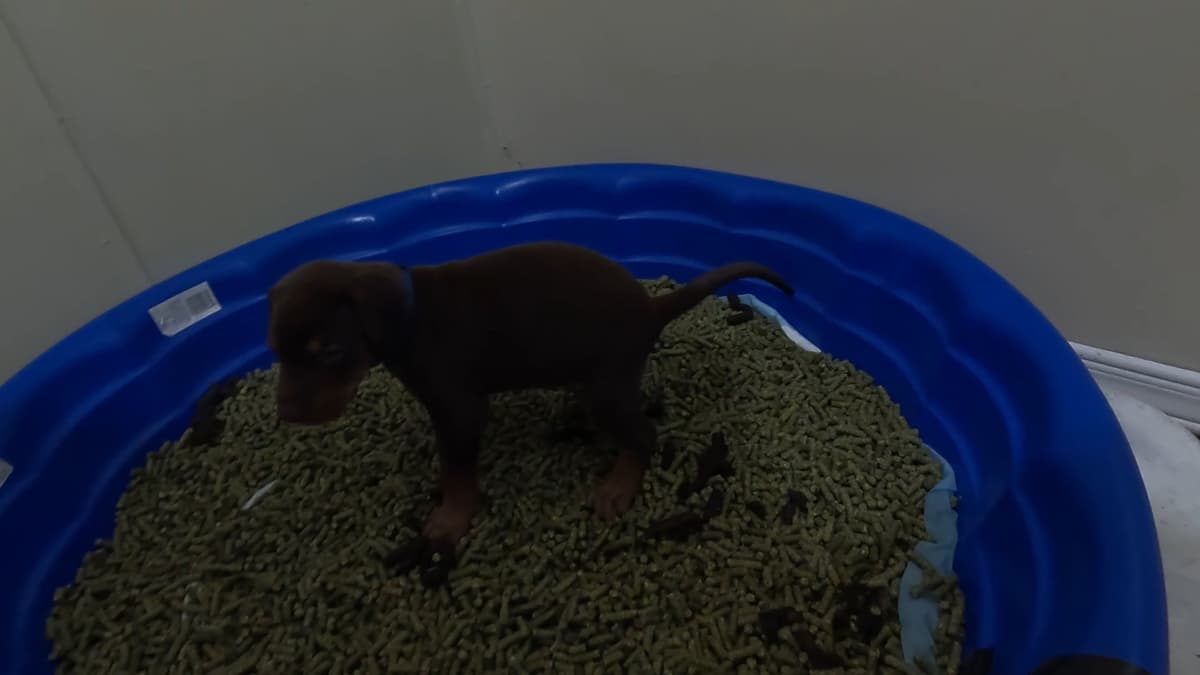 AKC EURO STANDARD NATURAL DOBERMANS FULL FOUNDATION TRAINED breeder image 4