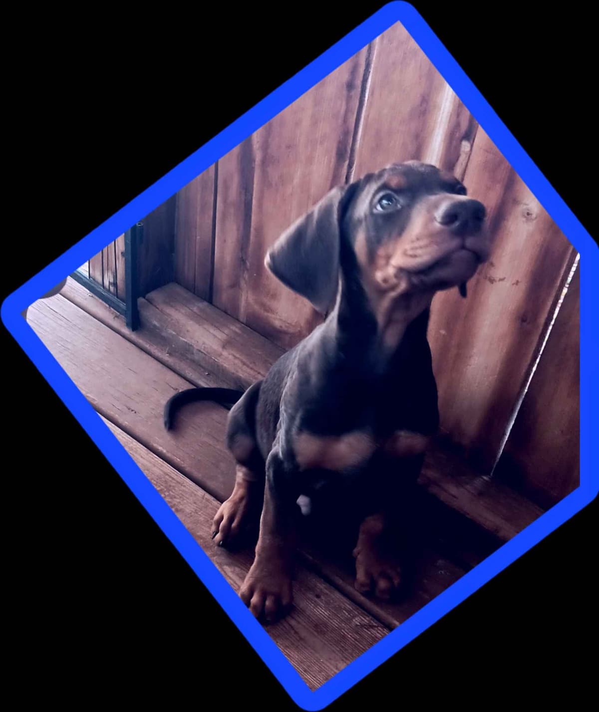 AKC EURO STANDARD NATURAL DOBERMANS FULL FOUNDATION TRAINED breeder image 3