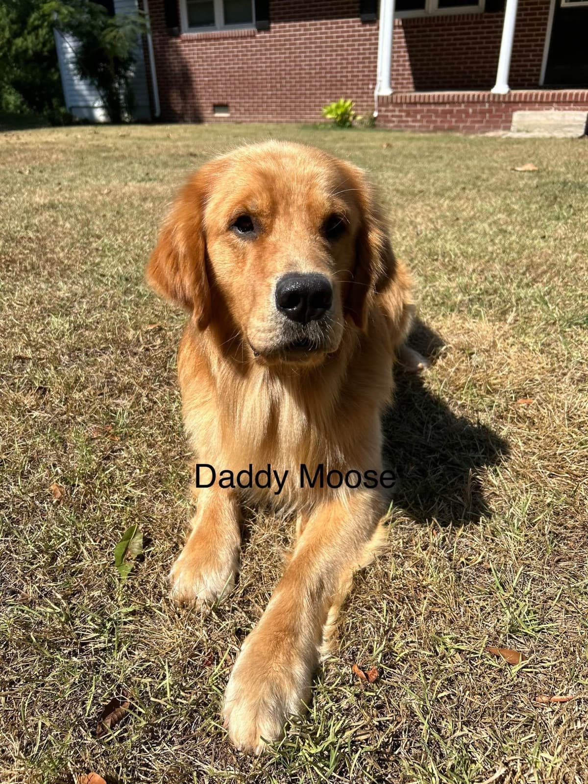 Golden Retriever Puppies breeder image 4