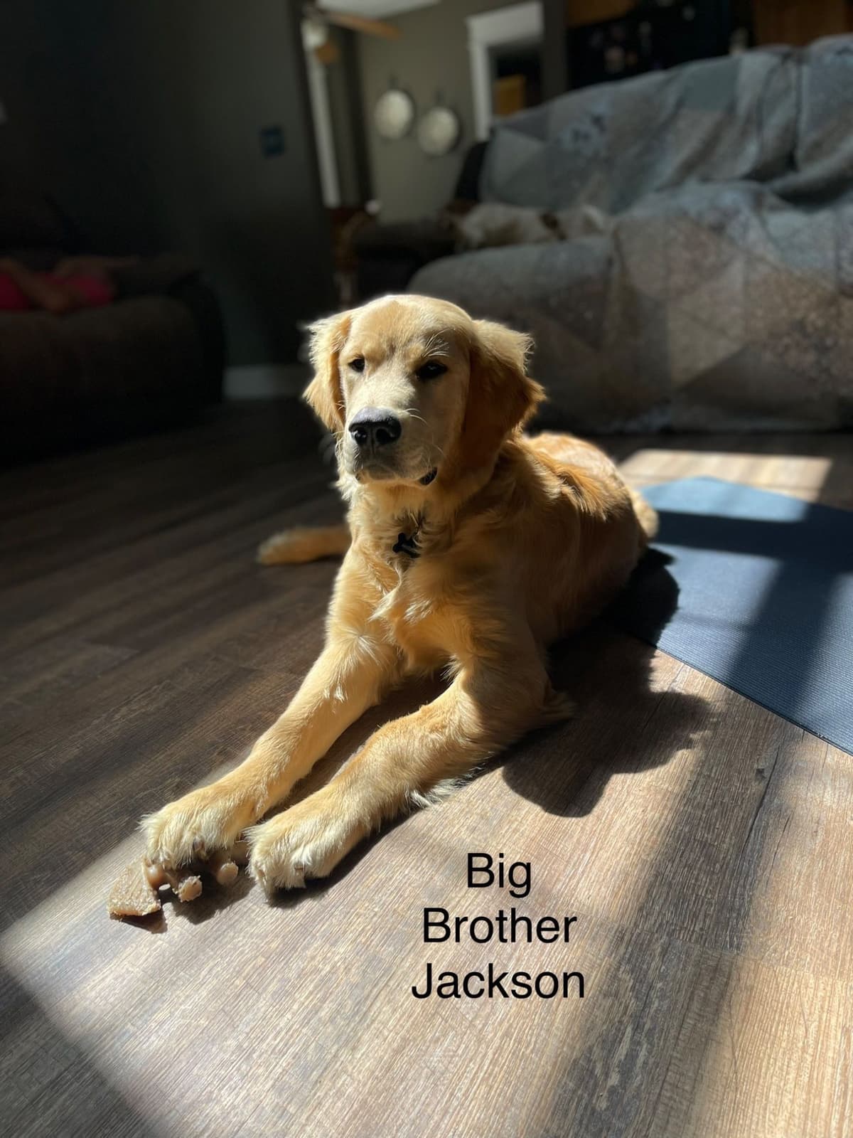 Golden Retriever Puppies breeder image 7