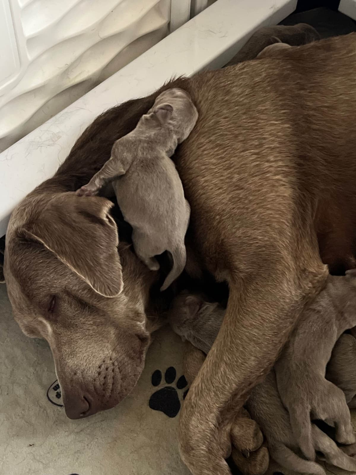 Labrador Retriever Puppies breeder image 8