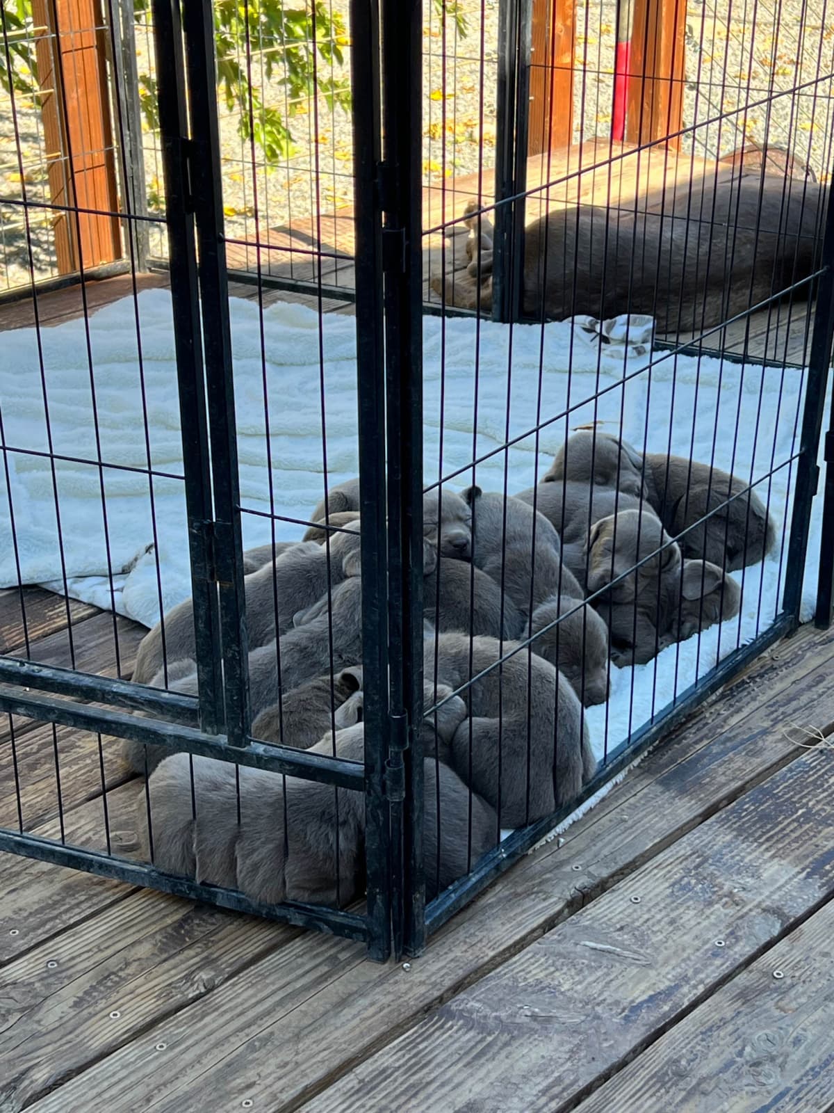 Labrador Retriever Puppies breeder image 14