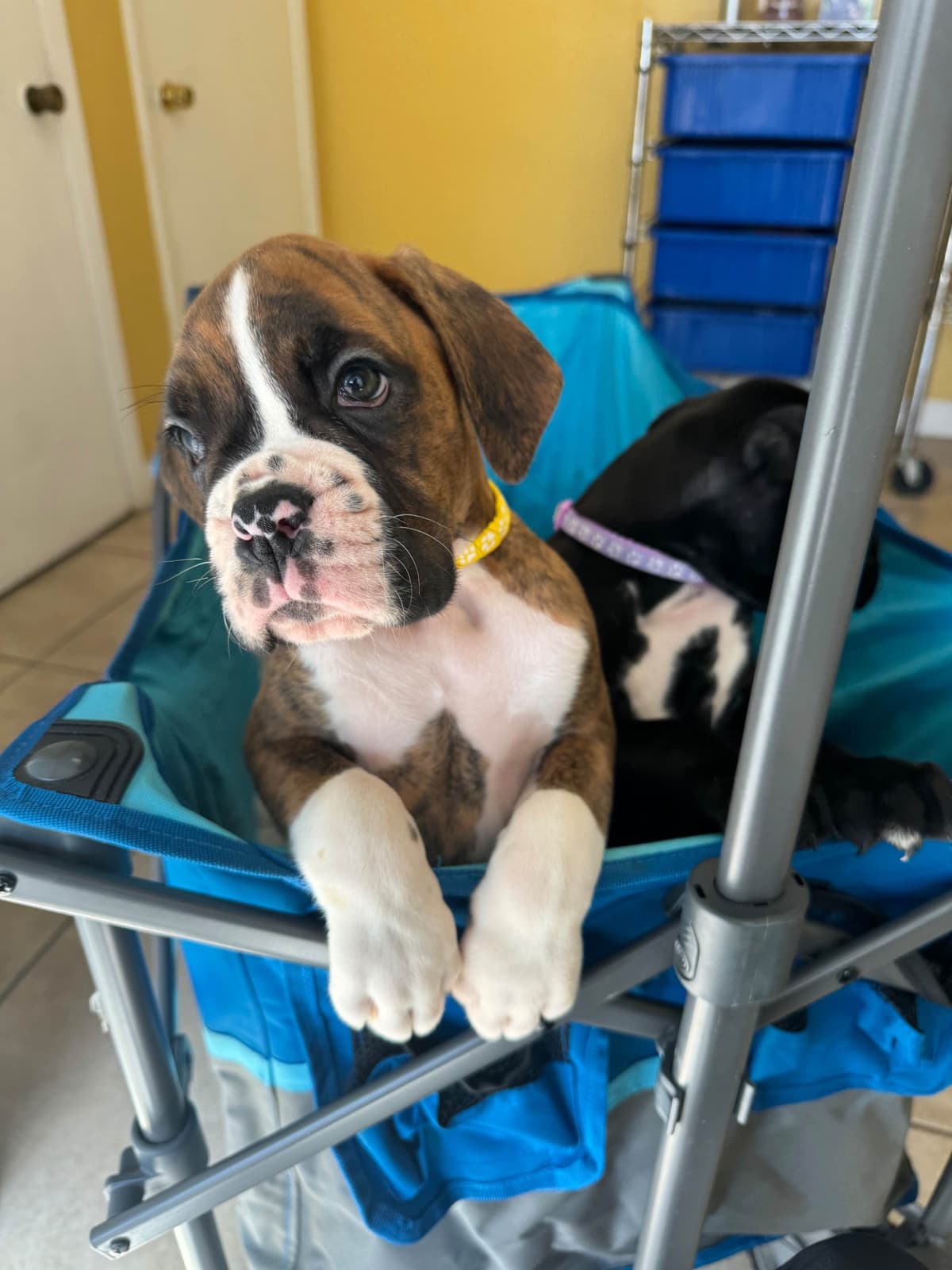Boxer Puppies breeder image 2