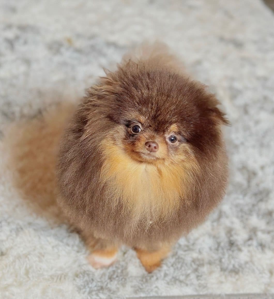 Pomeranian Puppies breeder image 19
