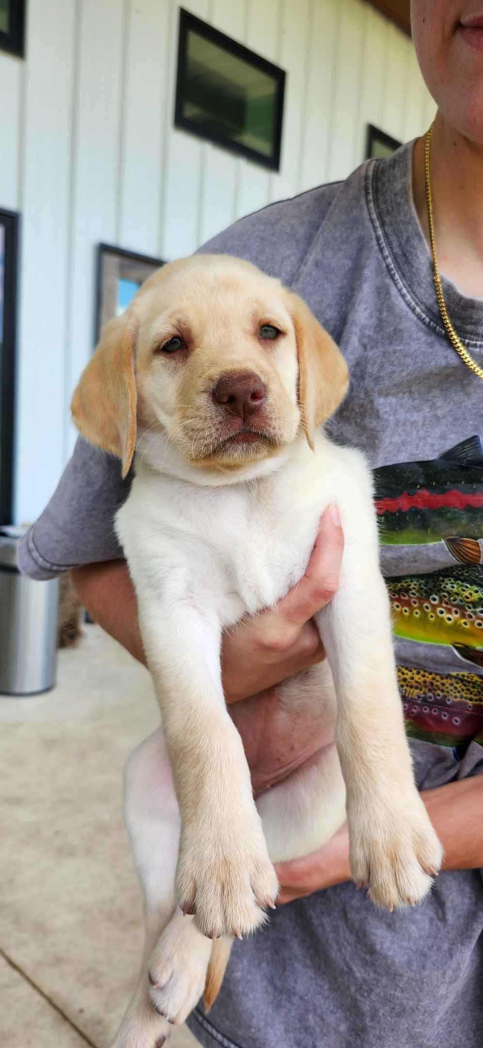 Labrador Retriever Puppies breeder image 3