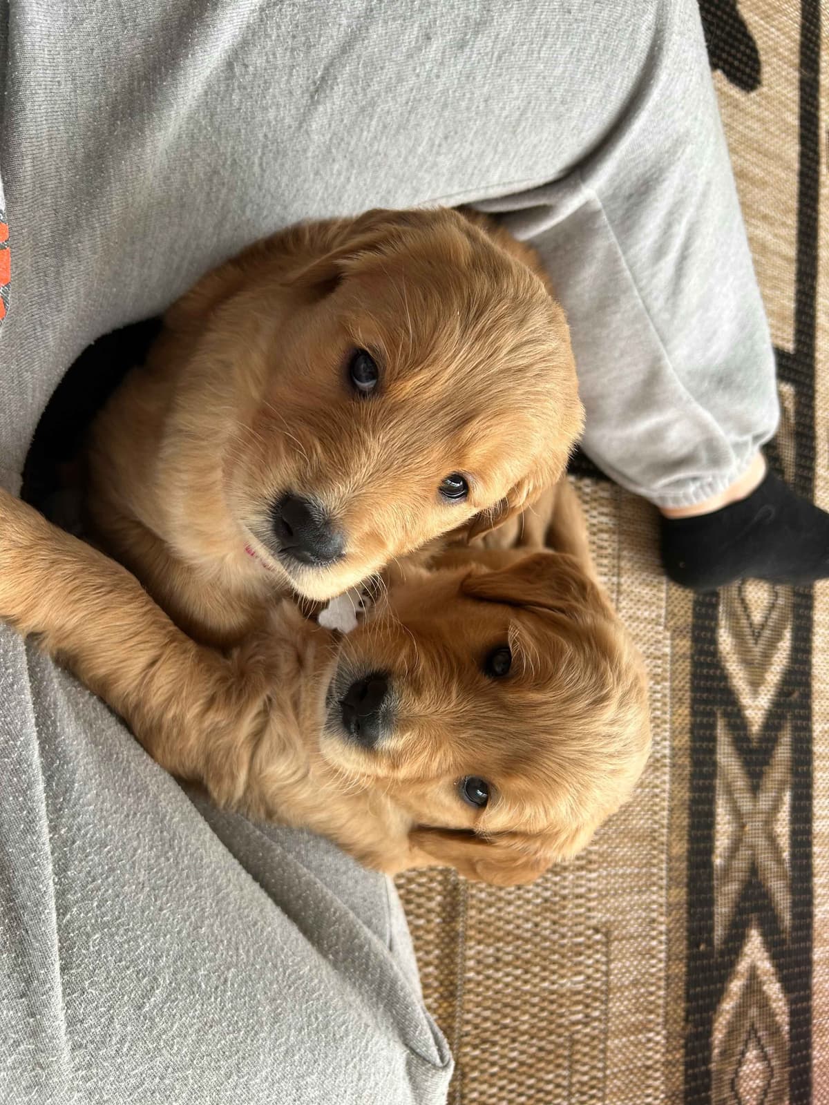 Golden Retriever Puppies breeder image 14
