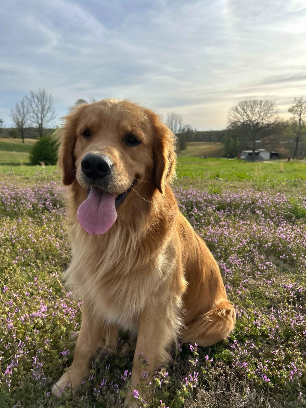 Golden Retriever Puppies breeder image 19