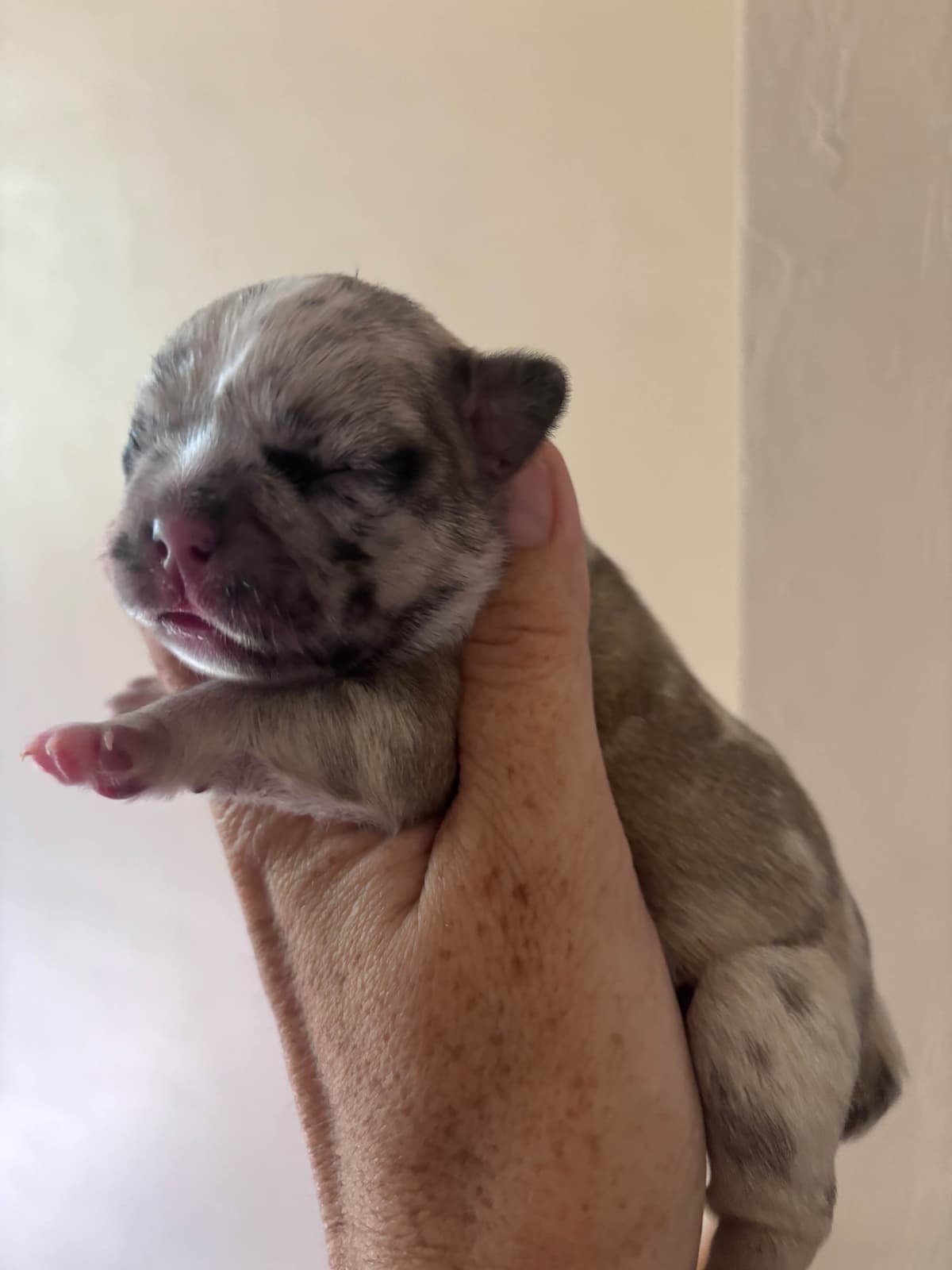 French Bulldog Puppies breeder image 7