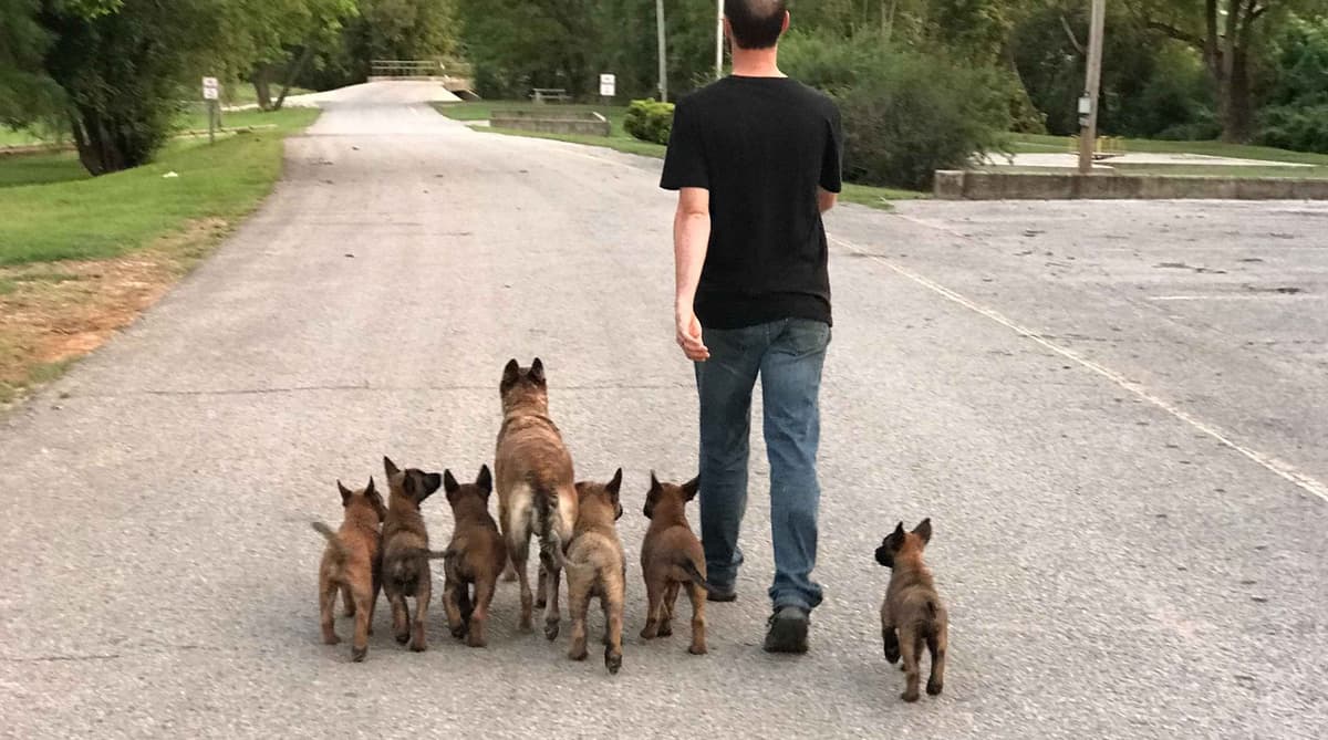 Belgian Malinois Puppies breeder image 1