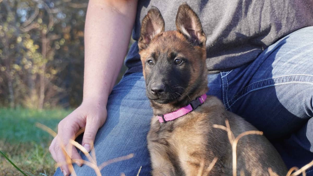 Belgian Malinois Puppies breeder image 16