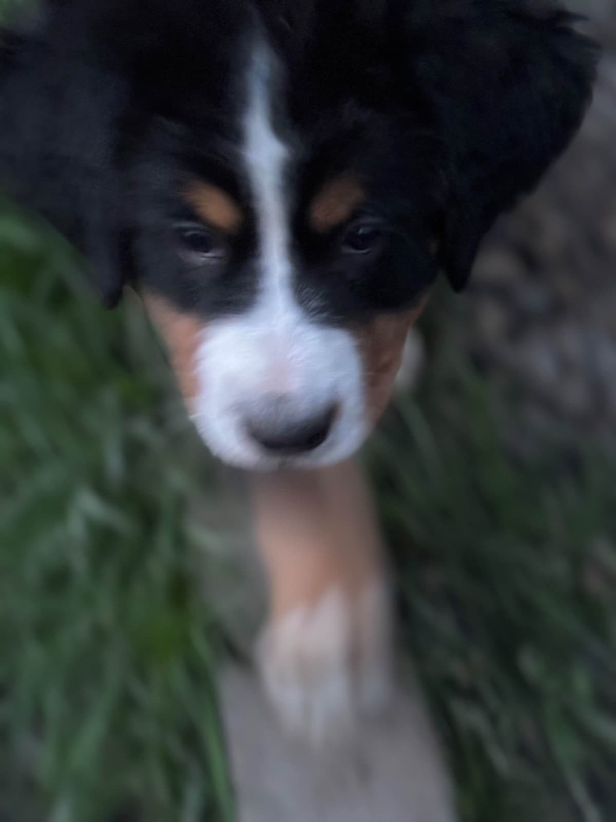 Bernese Mountain Dog Puppies breeder image 1