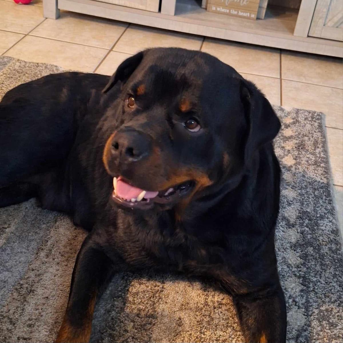 AKC Rottweiler Puppies breeder image 4