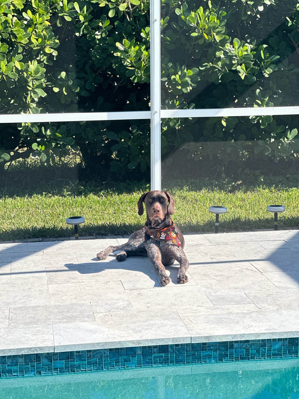 German Shorthaired Pointer Puppies breeder image 8