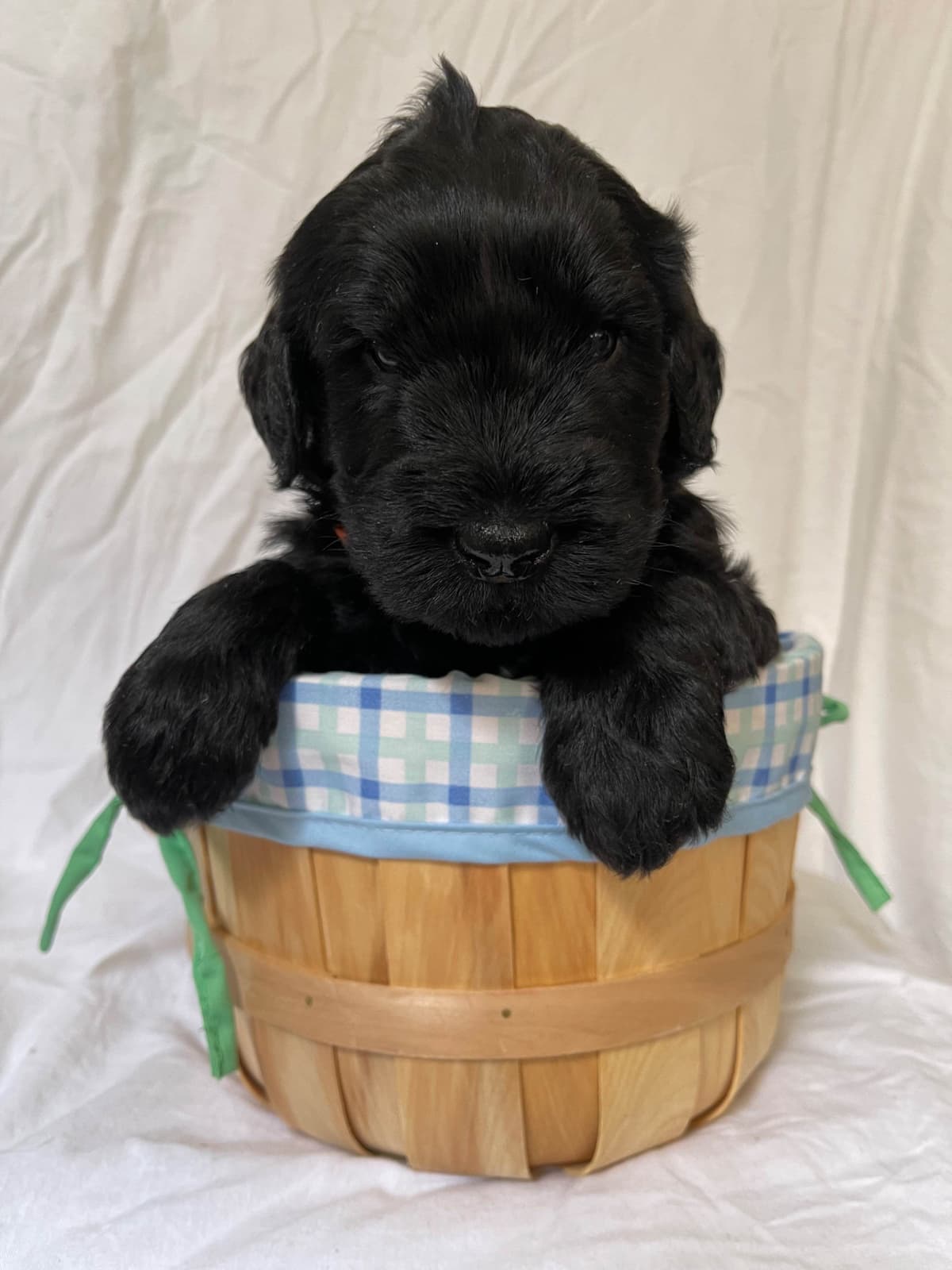 Giant Schnauzer Puppies breeder image 6