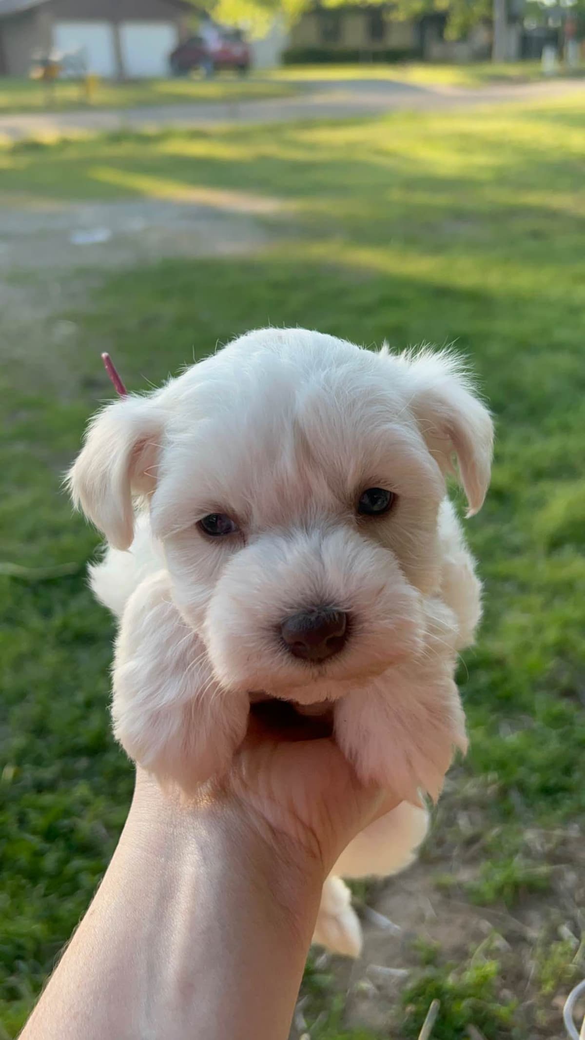 Miniature Schnauzer Puppies breeder image 8