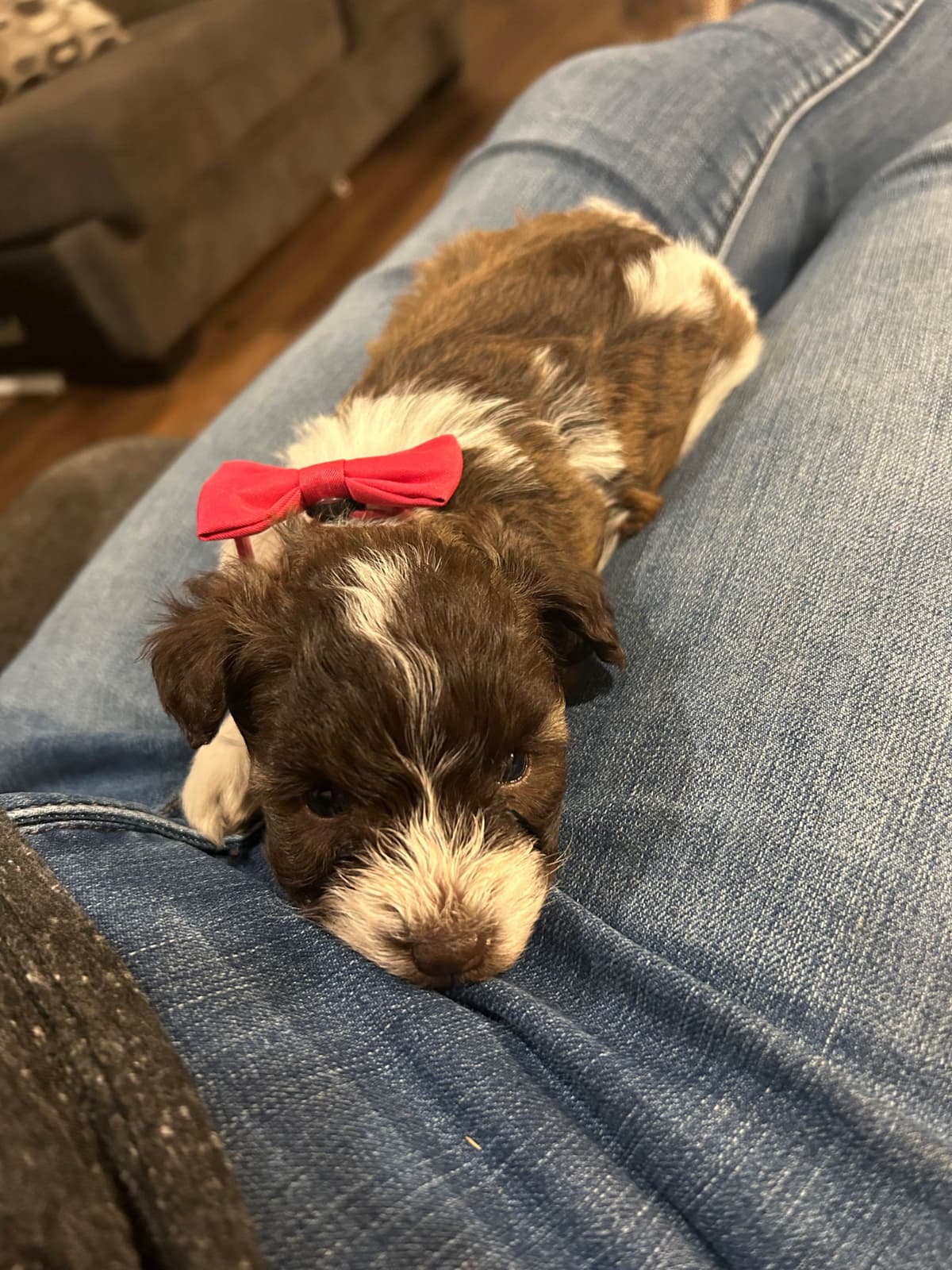 Miniature Schnauzer Puppies breeder image 27