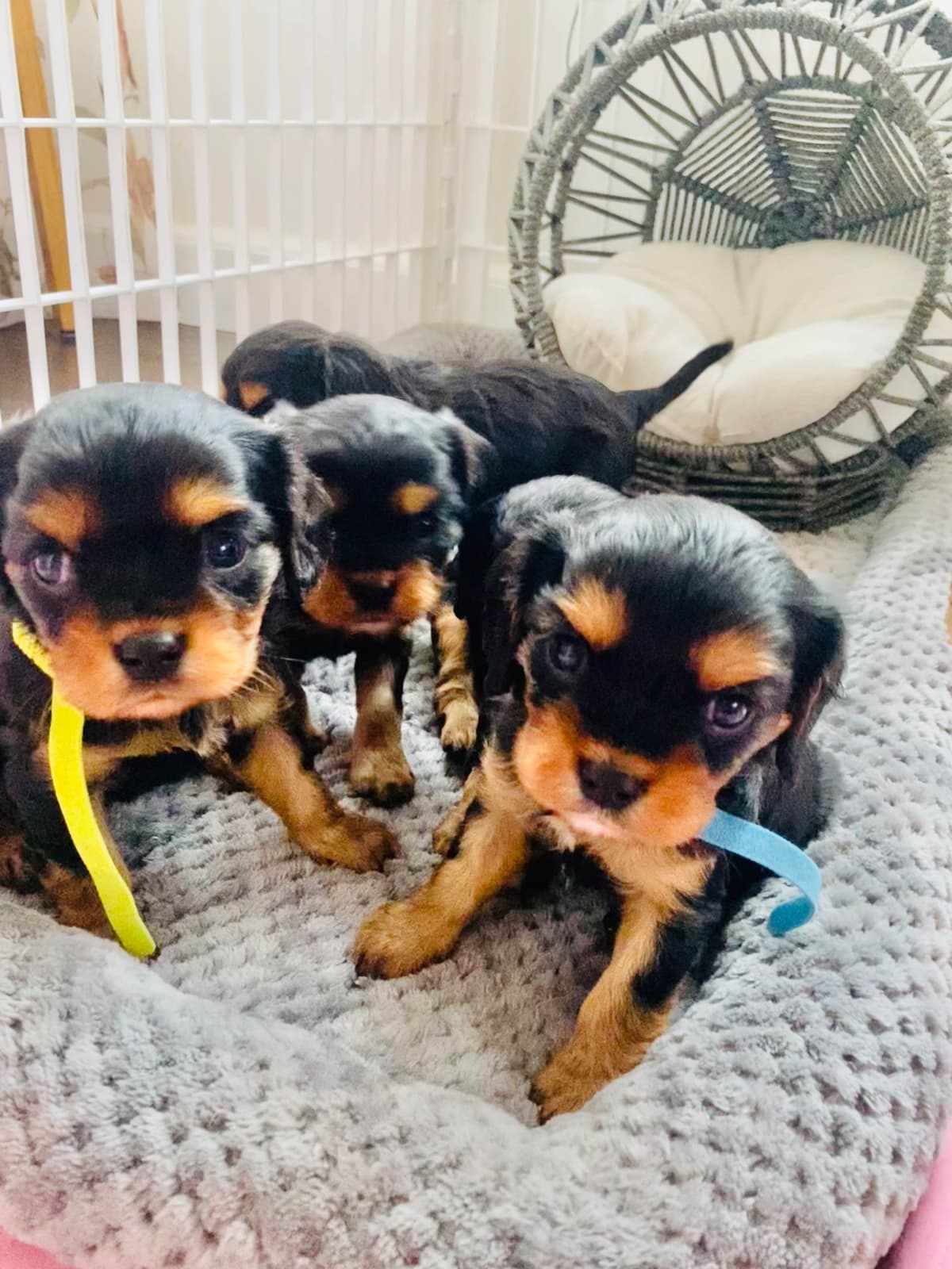 Chocolate Cavalier King Charles Spaniel Puppies breeder image 6