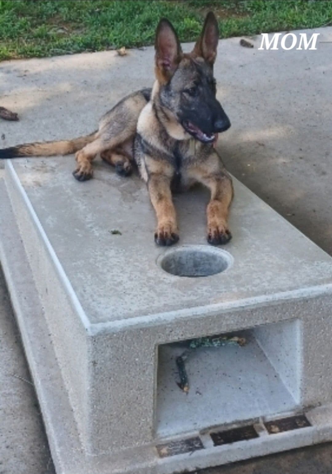German Shepherd Dog Puppies breeder image 4