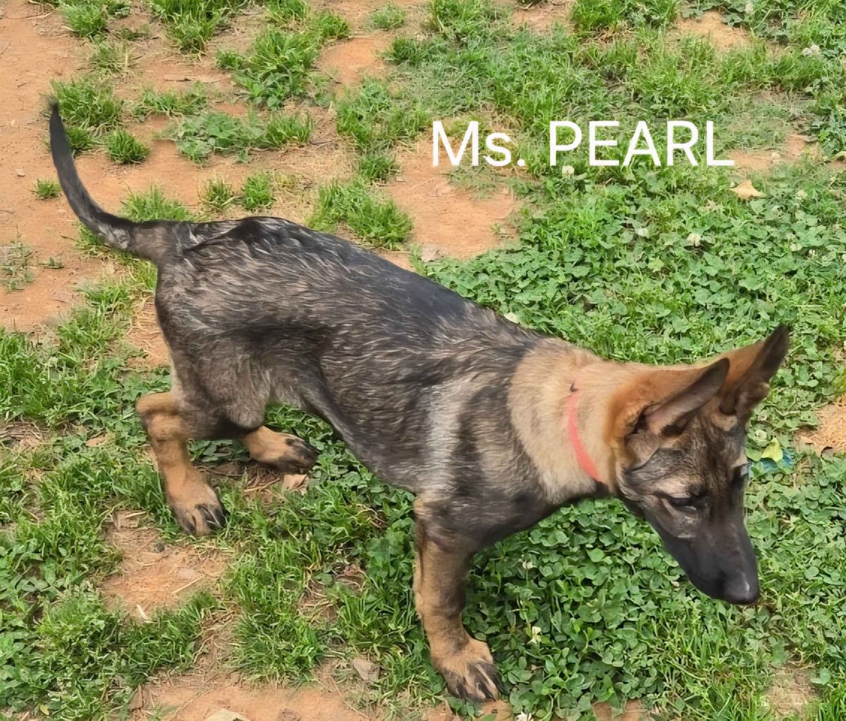 German Shepherd Dog Puppies breeder image 24