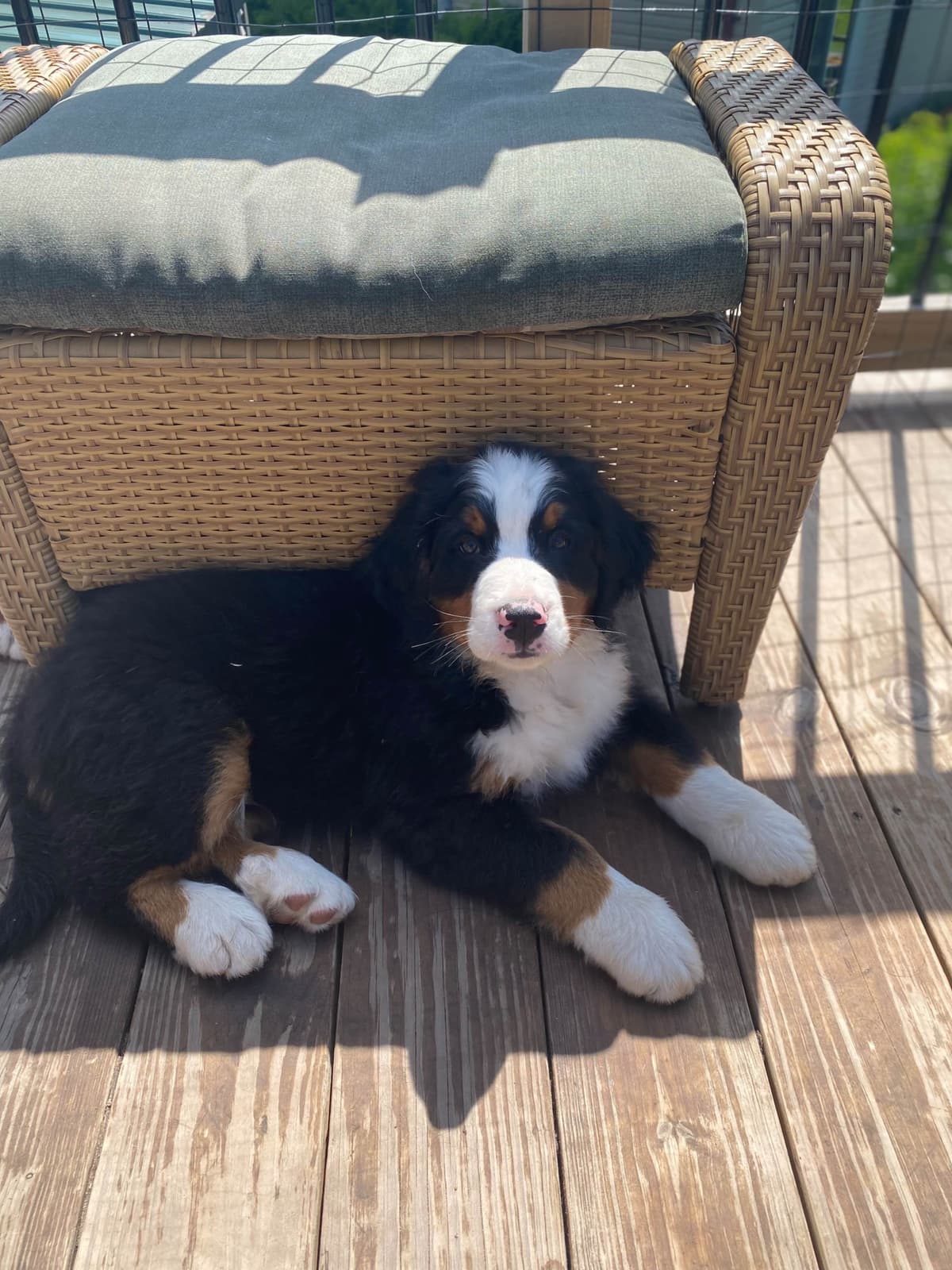 Bernese Mountain Dog Puppies breeder image 11