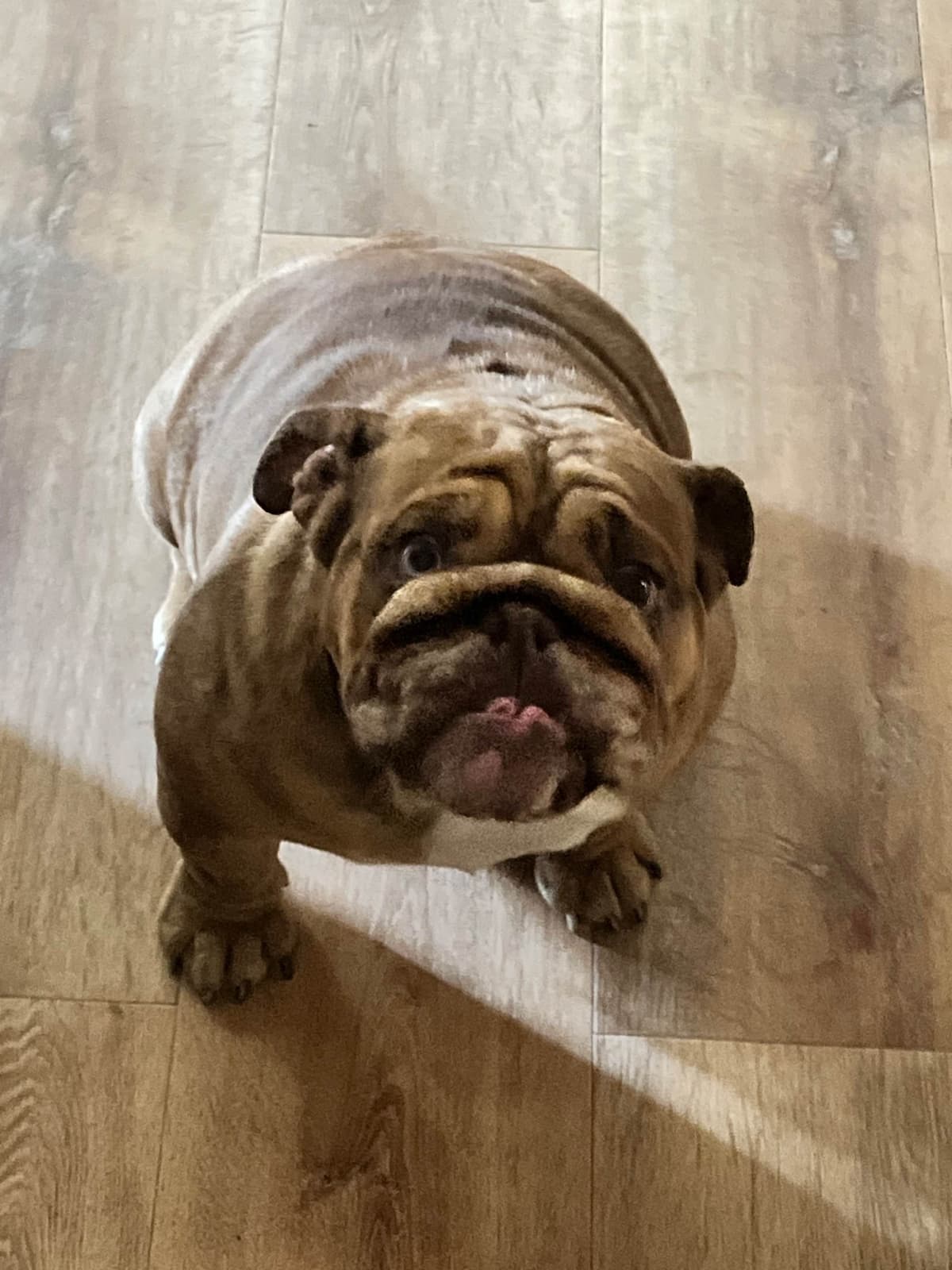 Bulldog Puppies breeder image 13