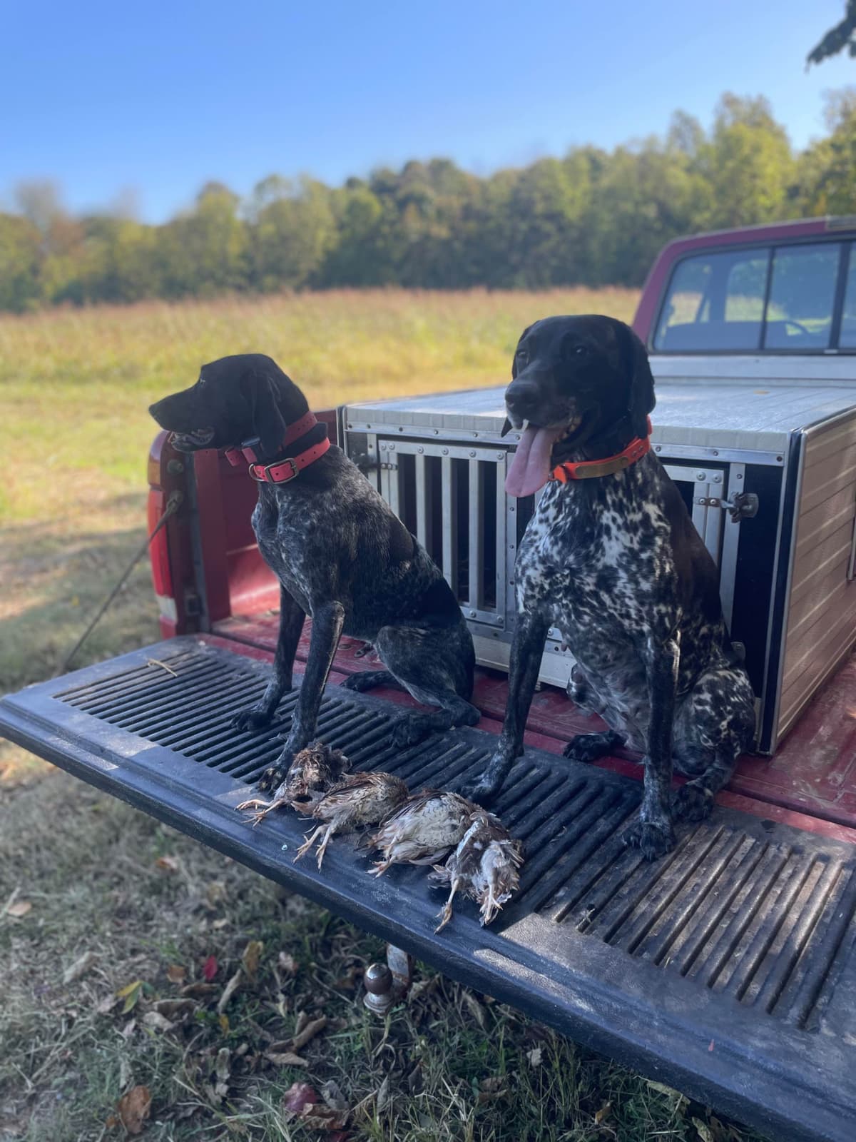 German Shorthaired Pointer Puppies breeder image 2