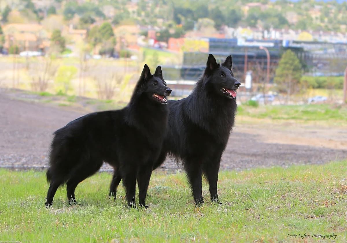 Belgian Sheepdog Puppies avail mid July 2026 breeder image 1