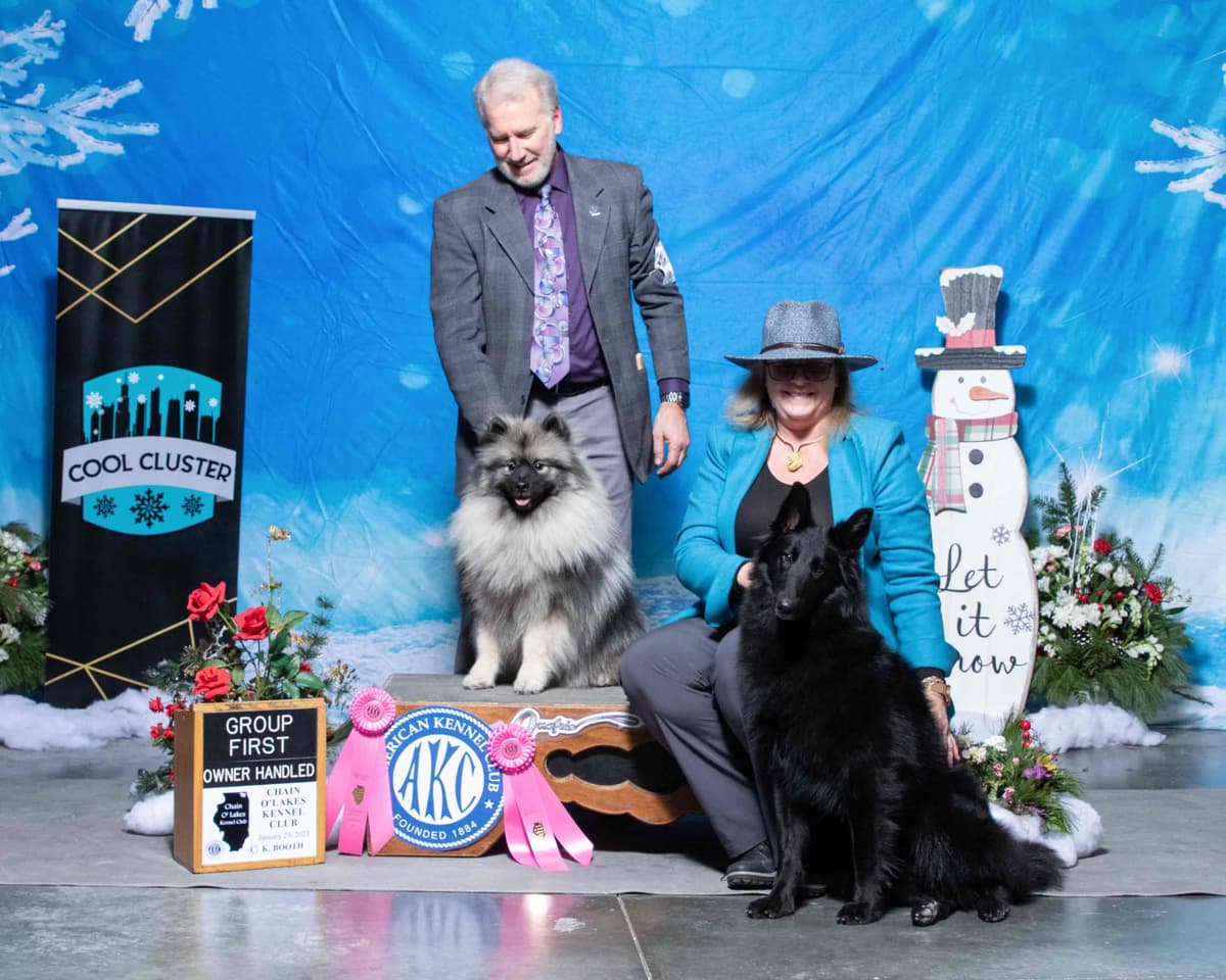 Belgian Sheepdog Puppies avail mid July 2026 breeder image 2