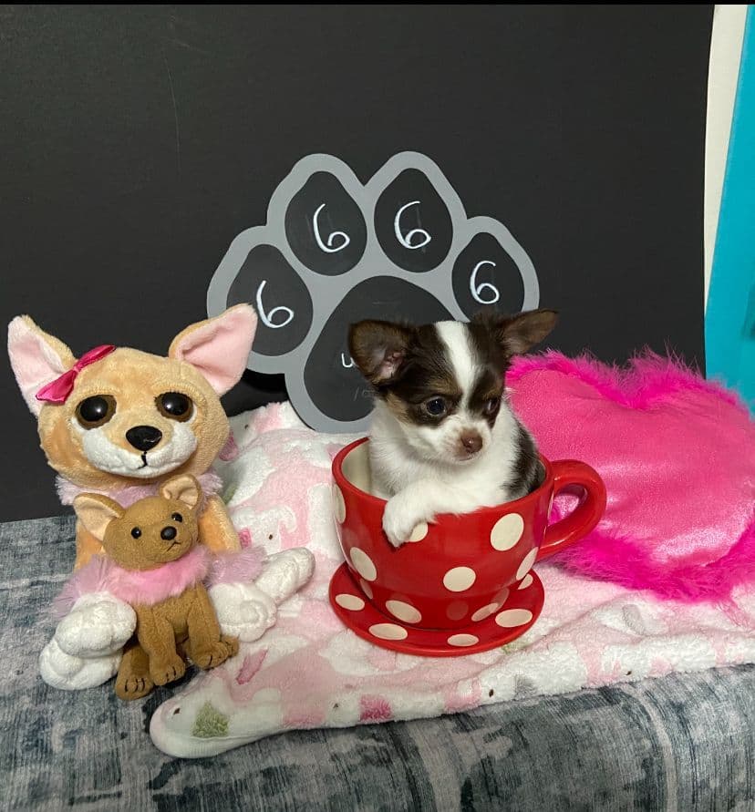 Chihuahua Puppies breeder image 10