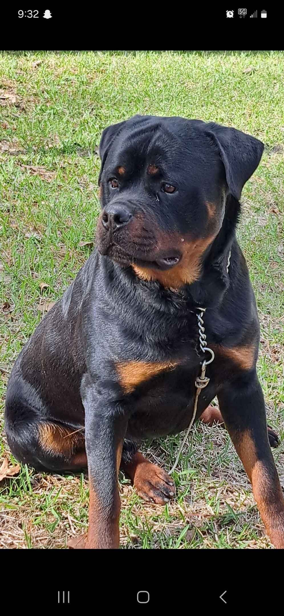 Rottweiler Puppies breeder image 1