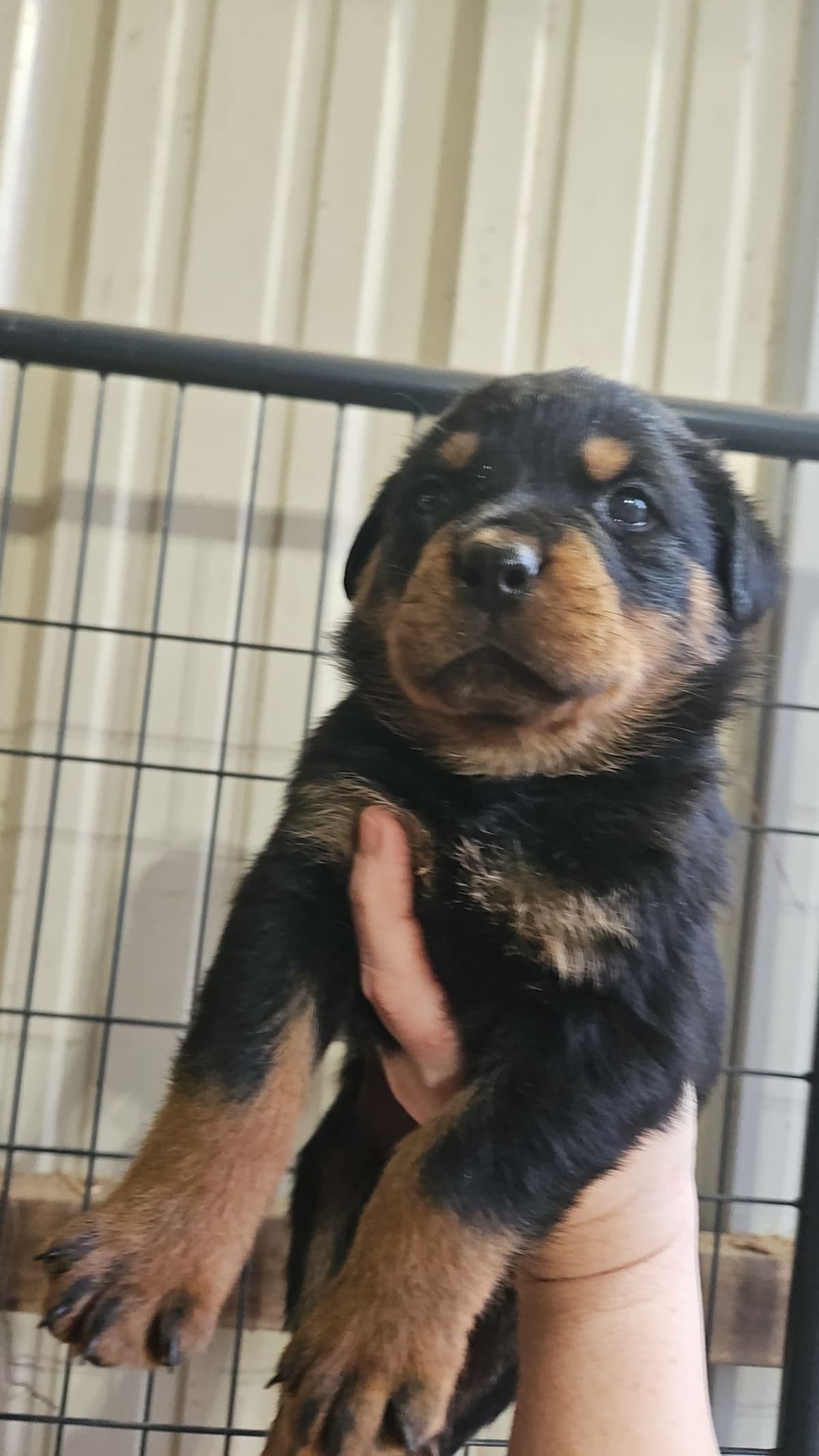 Rottweiler Puppies breeder image 4
