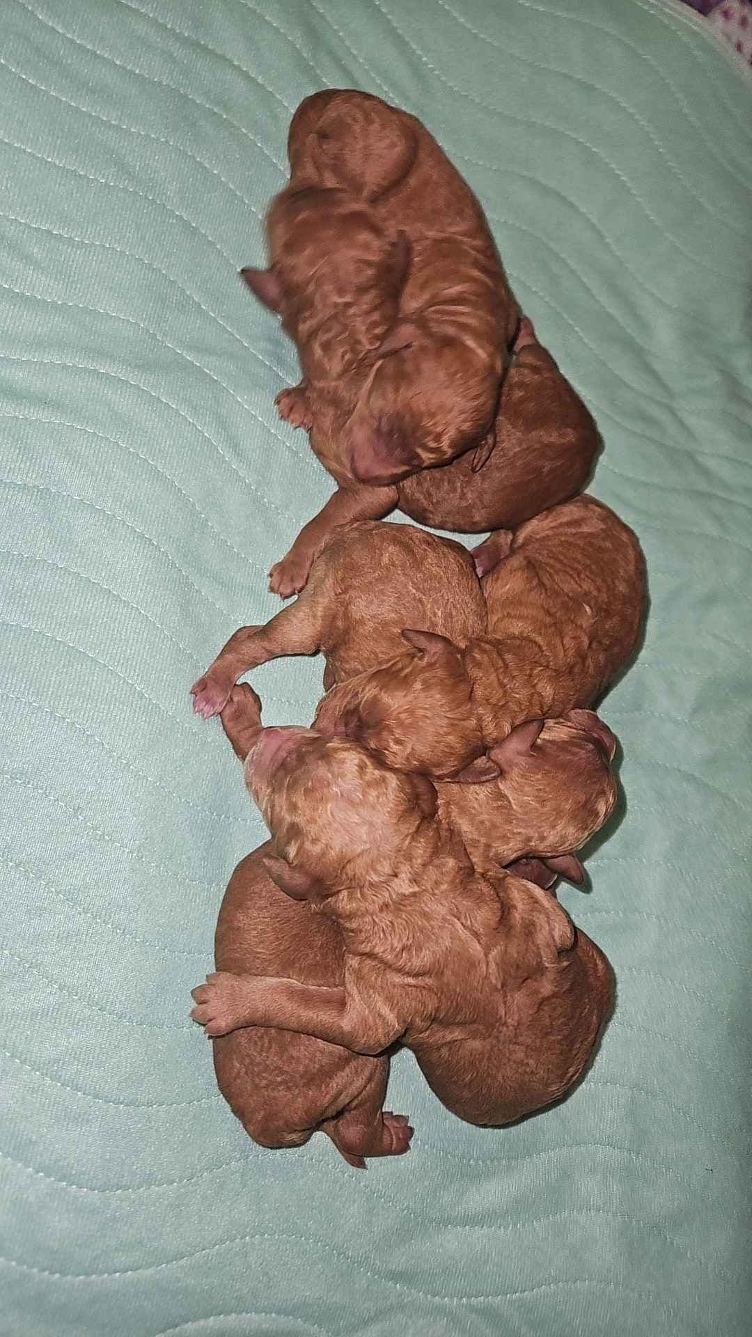 Rottweiler Puppies breeder image 12