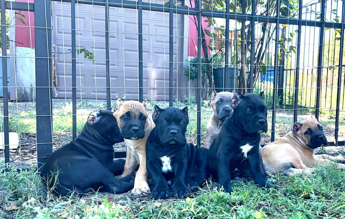 Cane Corso Puppies breeder image 8