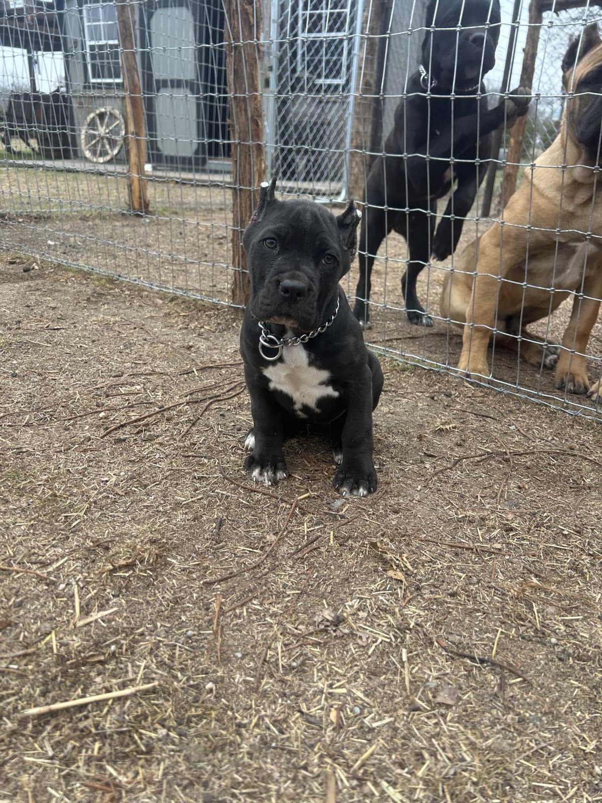 Cane Corso Puppies breeder image 27
