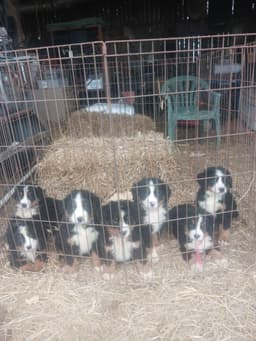 4 Keys Farm and Kennels