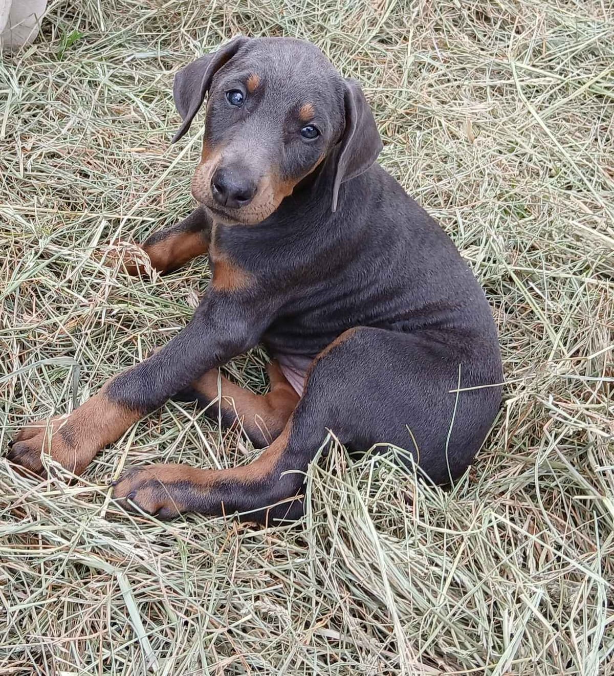 Doberman Pinscher Puppies breeder image 11