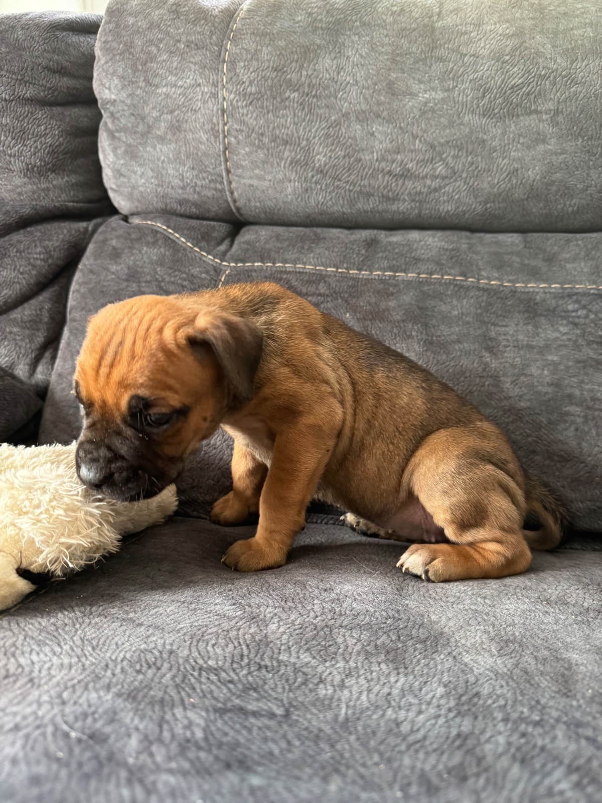 Cane Corso Puppies breeder image 4