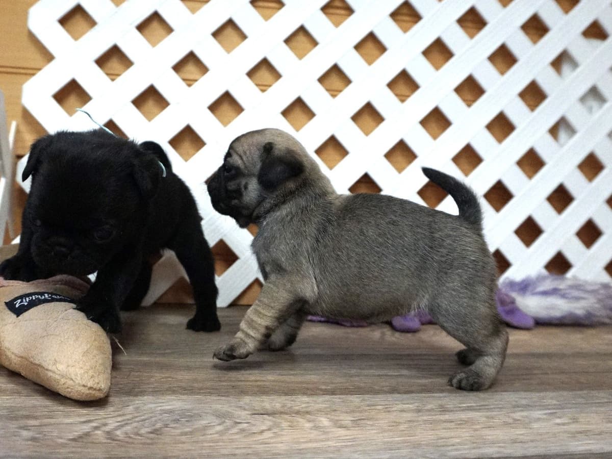 Pug Puppies breeder image 9