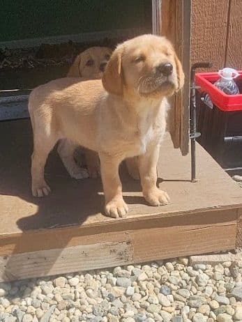 Labrador Retriever Puppies breeder image 2