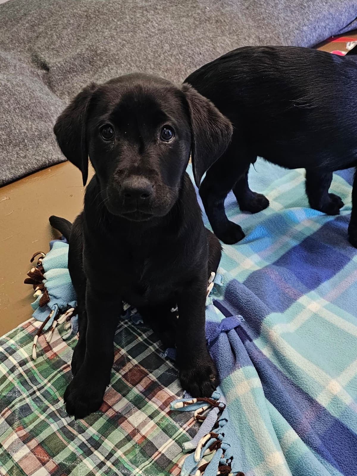 Labrador Retriever Puppies breeder image 11
