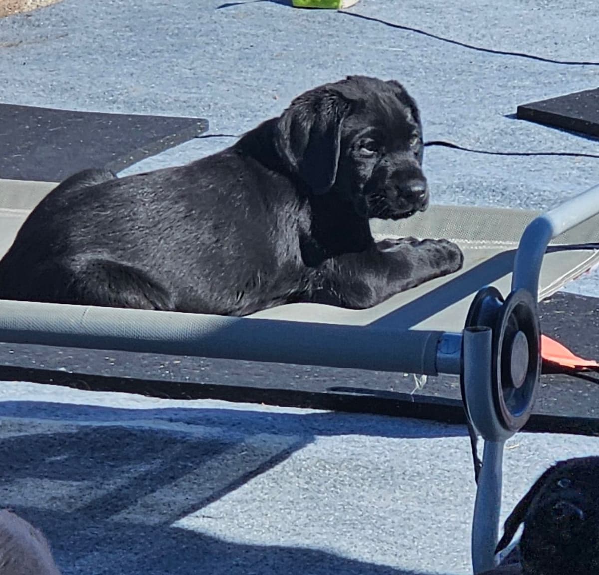 Labrador Retriever Puppies breeder image 12