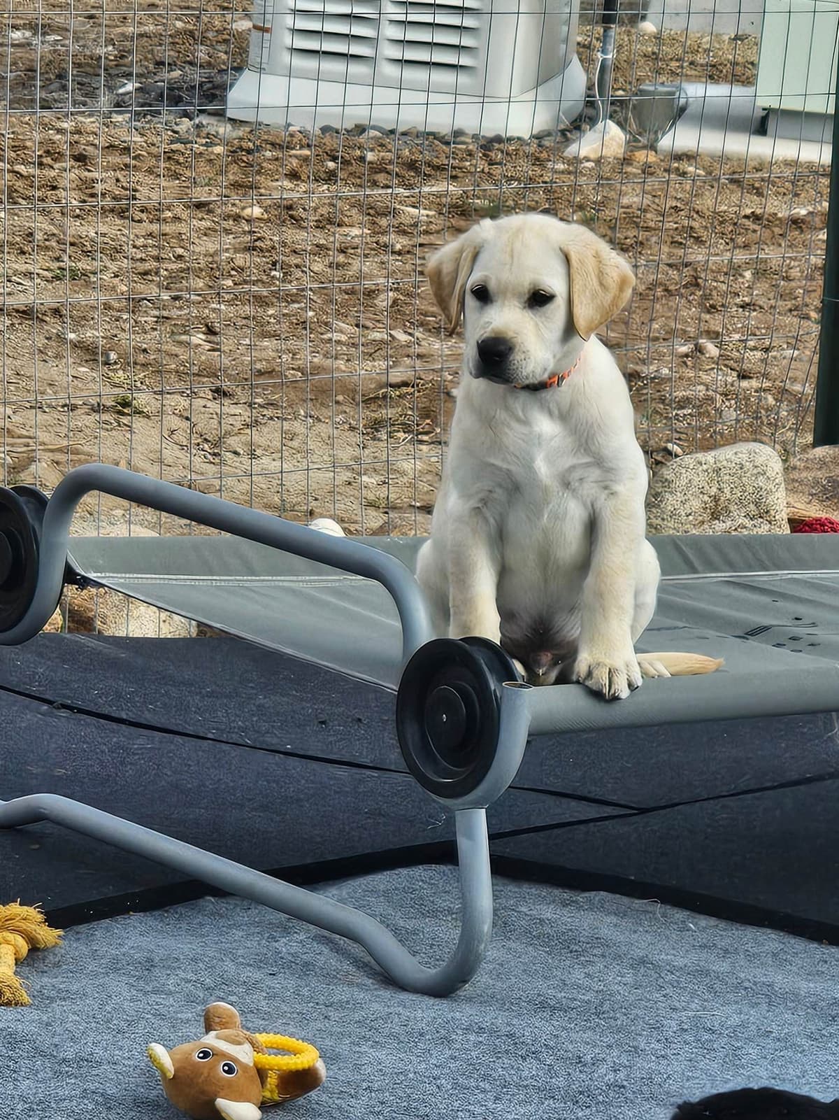 Labrador Retriever Puppies breeder image 13